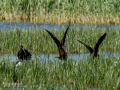 Morito Comun - Plegadis falcinellus - Capó reial