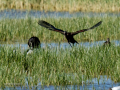 Morito Comun - Plegadis falcinellus - Capó reial