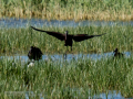 Morito Comun - Plegadis falcinellus - Capó reial