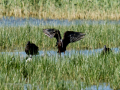 Morito Comun - Plegadis falcinellus - Capó reial