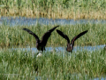 Morito Comun - Plegadis falcinellus - Capó reial