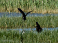 Morito Comun - Plegadis falcinellus - Capó reial