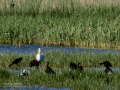 Morito Comun - Plegadis falcinellus - Capó reial