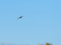 Morito Comun - Plegadis falcinellus - Capó reial
