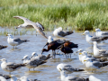Morito Comun - Plegadis falcinellus - Capó reial