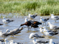 Morito Comun - Plegadis falcinellus - Capó reial
