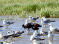 Morito Comun - Plegadis falcinellus - Capó reial