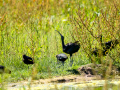 Morito Comun - Plegadis falcinellus - Capó reial