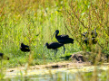 Morito Comun - Plegadis falcinellus - Capó reial