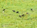 Morito Comun - Plegadis falcinellus - Capó reial