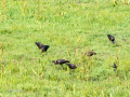 Morito Comun - Plegadis falcinellus - Capó reial