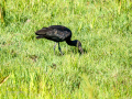 Morito Comun - Plegadis falcinellus - Capó reial