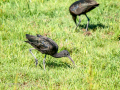 Morito Comun - Plegadis falcinellus - Capó reial