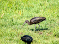 Morito Comun - Plegadis falcinellus - Capó reial