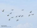 Morito Comun - Plegadis falcinellus - Capó reial