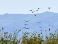 Morito Comun - Plegadis falcinellus - Capó reial