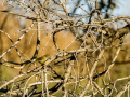 Mosquitero