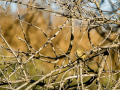 Mosquitero