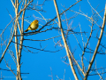 Mosquitero