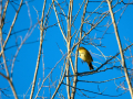 Mosquitero
