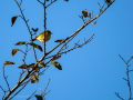 Mosquitero