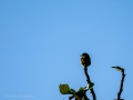 Aves