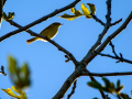 Aves