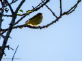 Aves