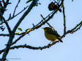 Aves