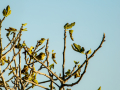 Aves