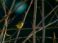 Aves
