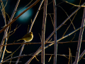 Aves