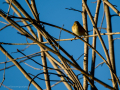 Aves