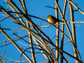Aves