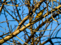 Aves