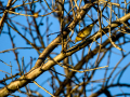 Aves