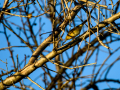 Aves