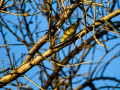 Aves