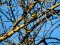Aves