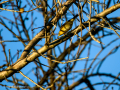 Aves