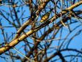 Aves