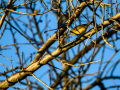 Aves