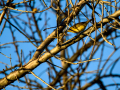 Aves