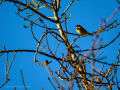 Aves