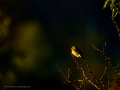 Aves