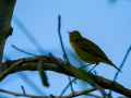 Mosquitero Común