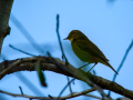 Mosquitero ComúnVerdecillo