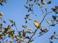 Mosquitero común