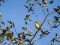 Mosquitero común