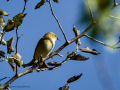 Mosquitero común